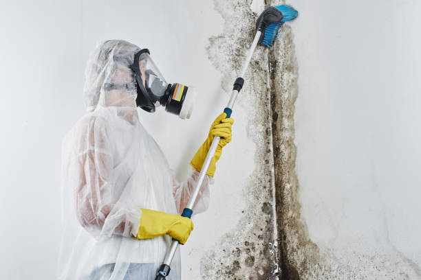 Why You Should Choose Our Mold Remediation Services in Lanark, IL